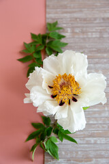 Fototapeta premium Elegant white peony blossom with rustic wooden backdrop
