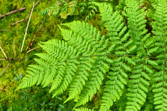 Farn, Strau&szlig;enfarn, Strau&szlig;farn, Matteuccia struthiopteris, Laubbl&auml;tter,  zweifach gefiedert, gekerbt, matt, derb