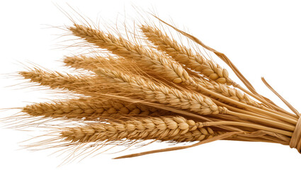 Obraz premium Bundle of golden wheat ears with long awns