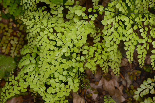 Farn, Pfauenrad-Frauenhaarfarn, Adiantum pedatum, Wedel, Laubbl&auml;tter