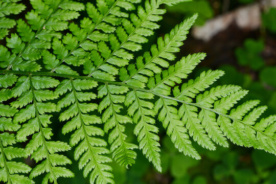 Farn,  Gew&ouml;hnliche Dornfarn, Dryopteris carthusiana,  Dryopteris intermedia