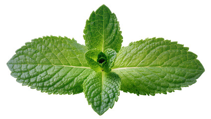 Fresh green mint leaves with serrated edges © Anneliese