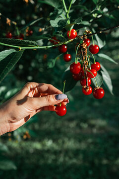 A woman's hand picking red ripe cherries from a tree branch. Cherry fruit picking. Fruit harvesting. Natural fruit. Healthy organic fruit.