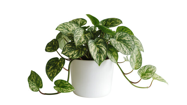 Scindapsus pictus Argyraeus plant with variegated leaves in white pot