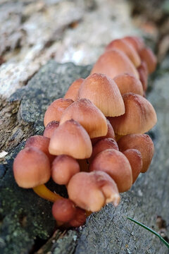 Close-up of a group of young inkcap mushrooms emerging from a fallen log in a forest environment.