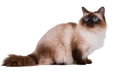 Obraz premium Siamese cat with blue eyes and brown points sitting