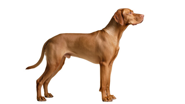 Vizsla dog standing profile view on white