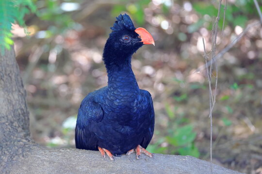 Hoko amazonia, Mitu tuberosum, Santa Rosa de Yacuma, Bolivia