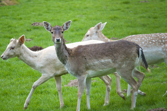 Group of fallow deer on a green meadow in summer.