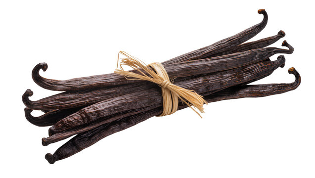 Bundle of dark brown vanilla beans tied with raffia string