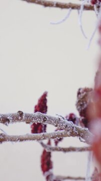 Frozen red sumac fruit on tree branches slide over
