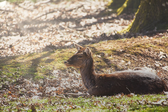 Resting fallow deer on autumn forest floor with sunlight.