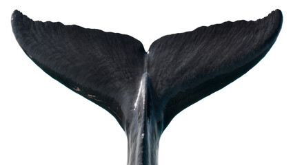 Dark blue whale fluke diving into water © Paula