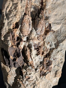 Carboniferous Lepidodendron Fossil Bark Impression Detail