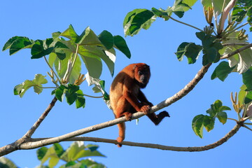 Howler monkey, Alouatta, Rio Yacuma, Santa Rosa de Yacuma, Bolivia © Kamil