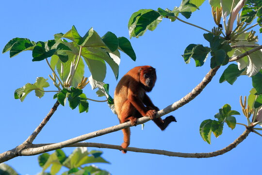 Howler monkey, Alouatta, Rio Yacuma, Santa Rosa de Yacuma, Bolivia
