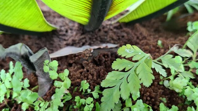 Sprout of Asplenium adiantum nigrum or black spleenwort