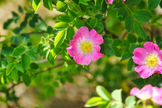 Blooming Pink Wild Roses in Summer Sunlight