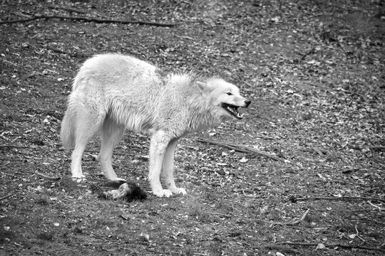White wolf on forest floor in black and white look.