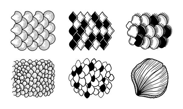 Textured Scale Patterns, Reptile Skin & Fish Scale Vector Graphics, Organic Surface Designs