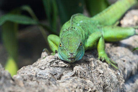 Green iguana looking directly into the camera from a branch.