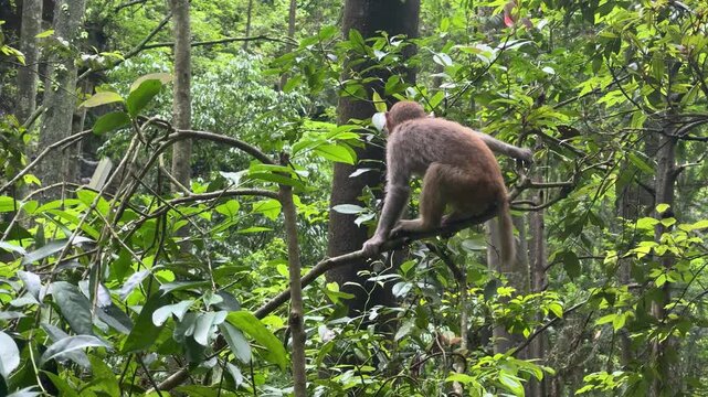 Macaque monkey resting on a tree branch in a dense green forest. Wild animal in its natural habitat. Wildlife behavior and characteristic of a primate. Rhesus macaca mulatta sit in jungle.