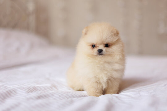 Adorable fluffy sable pomeranian puppy on white bed