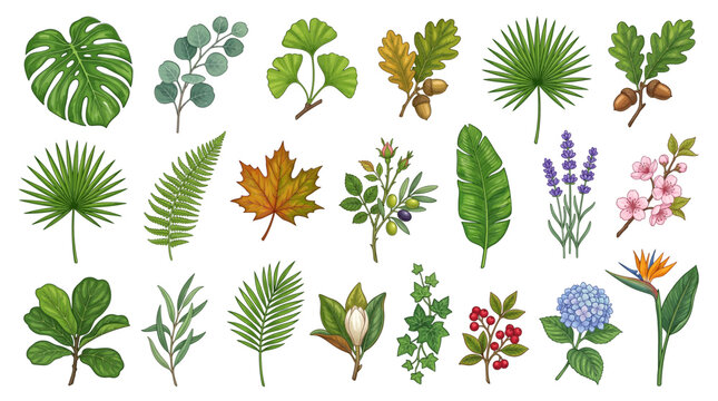 Collection of Diverse Botanical Illustrations Featuring Various Leaves and Flowers.