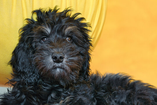 Cute fluffy dog portrait, black dog's gaze against a yellow background.