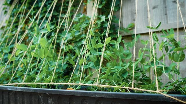 Climbing pea plants growing in garden pots with support twine trellis. Organic vegetable gardening in backyard setting with green foliage developing during growing season. Homegrown peas thriving in