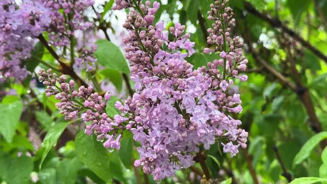 Purple lilac blossoms with a water drops on petals during the rain, close-up. 4K footage