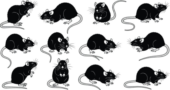 Rat vector illustration set with stylized silhouettes, detailed whiskers, rounded ears, long tails, animal motifs and comparative anatomy design -flat vector illustration
