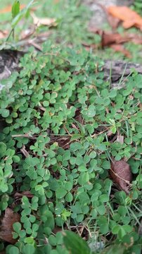 Three flower Ticktrefoil Desmodium Triflorum grow on the ground