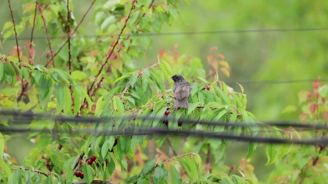 Beautiful wild starling perching on a lush cherry tree branch with green leaves, gracefully eating ripe red berries while its fledgling companion flutters nearby in a vibrant natural scene