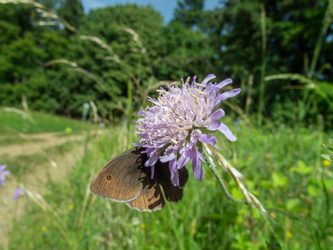 Brown Butterfly on Purple Flower