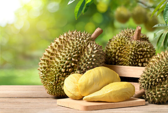 Durian fruit on wooden table with blur durian plantation background.
