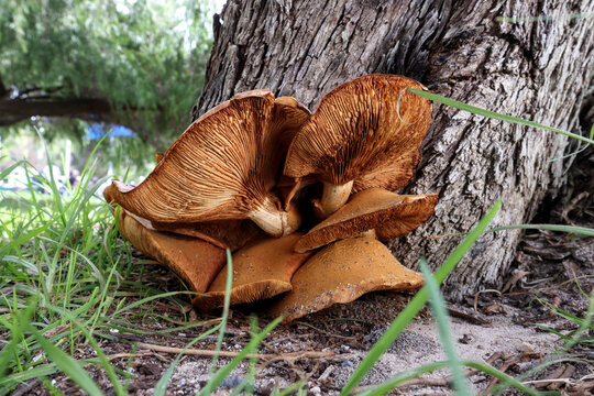 Side view. Large cluster, spectacular rustgill mushrooms Gymnopilus junonius. Growing base of tree trunk, Western Australia. Vibrant golden orange gills, natural outdoor habitat. Inedible, toxic
