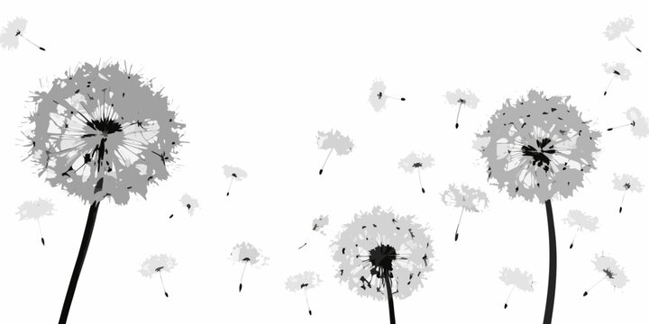 Dandelion Seed Heads Black And White Silhouette Against White Background