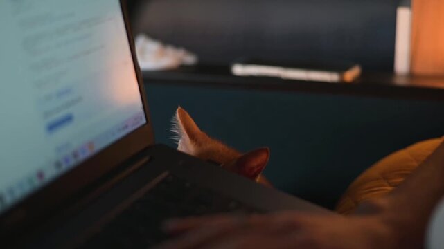 A hand types on a laptop as an orange cat looks closely at the screen. The setting is indoors during the evening hours with warm lighting