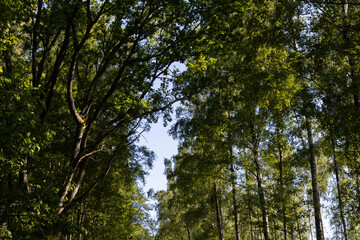 Fototapeta premium Sunlit Green Forest Canopy With Tall Trees and Lush Leaves Against Blue Sky