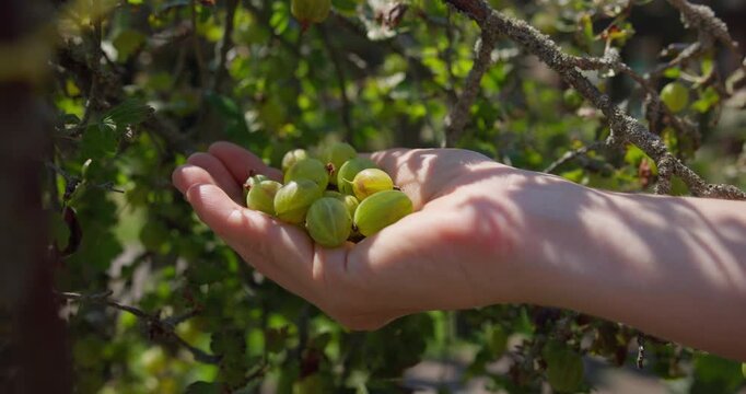 Offene Hand f&auml;ngt fallende Stachelbeeren