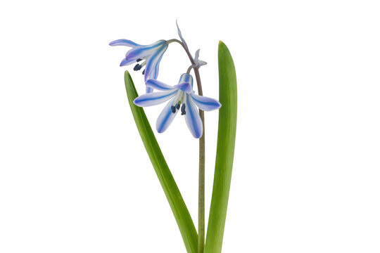 A delicate blue siberian squill flower with striped petals and green leaves isolated on a black background, for botanical and floral