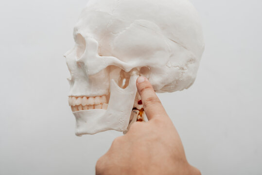 Close-up of a chiropractic practitioner indicating a key jaw joint structure on a skeleton model for patient education.