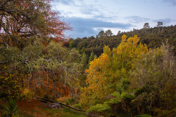 Fototapeta premium Golden autumn light filters through a deciduous tree, its leaves glowing amber and orange above a sunlit rural path, surrounded via lush greenery and serene countryside. Ngaruawahia, New Zealand