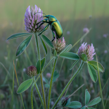 Metallic Beetle on Clover Flower