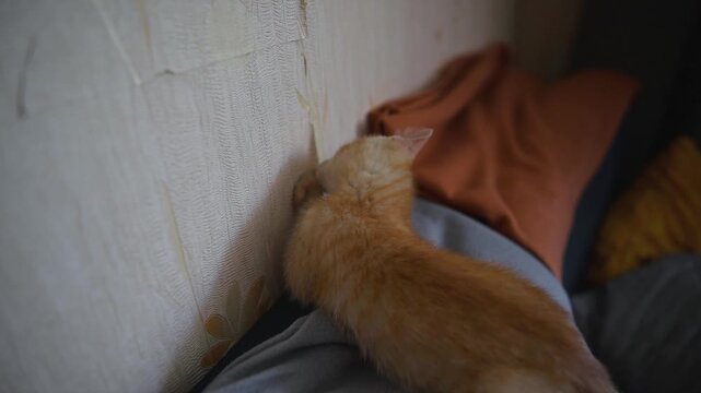 A small orange cat investigates a textured wall, pawing at the surface. The cat is on a couch covered with soft fabric, creating a relaxed indoor atmosphere