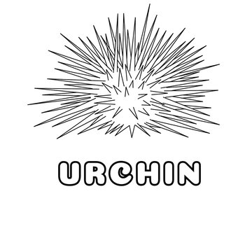 Animal alfabeth urchin