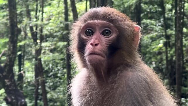 Portrait of Japanese macaque sitting in a green forest. Wild monkey looking close up in park. Nature wildlife inhabitant in natural habitat. Cute primate animal. Rhesus macaca mulatta face closeup.