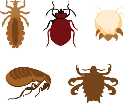 Parasite Insects Flat Vector Icon Set Featuring Head Lice Bedbug Flea Mite And Crab Louse For Pest Control Designs