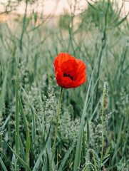 Fototapeta premium Wild poppy flower blooming in green field. Vibrant red poppy flower blooming among tall green grass in a meadow at sunrise.